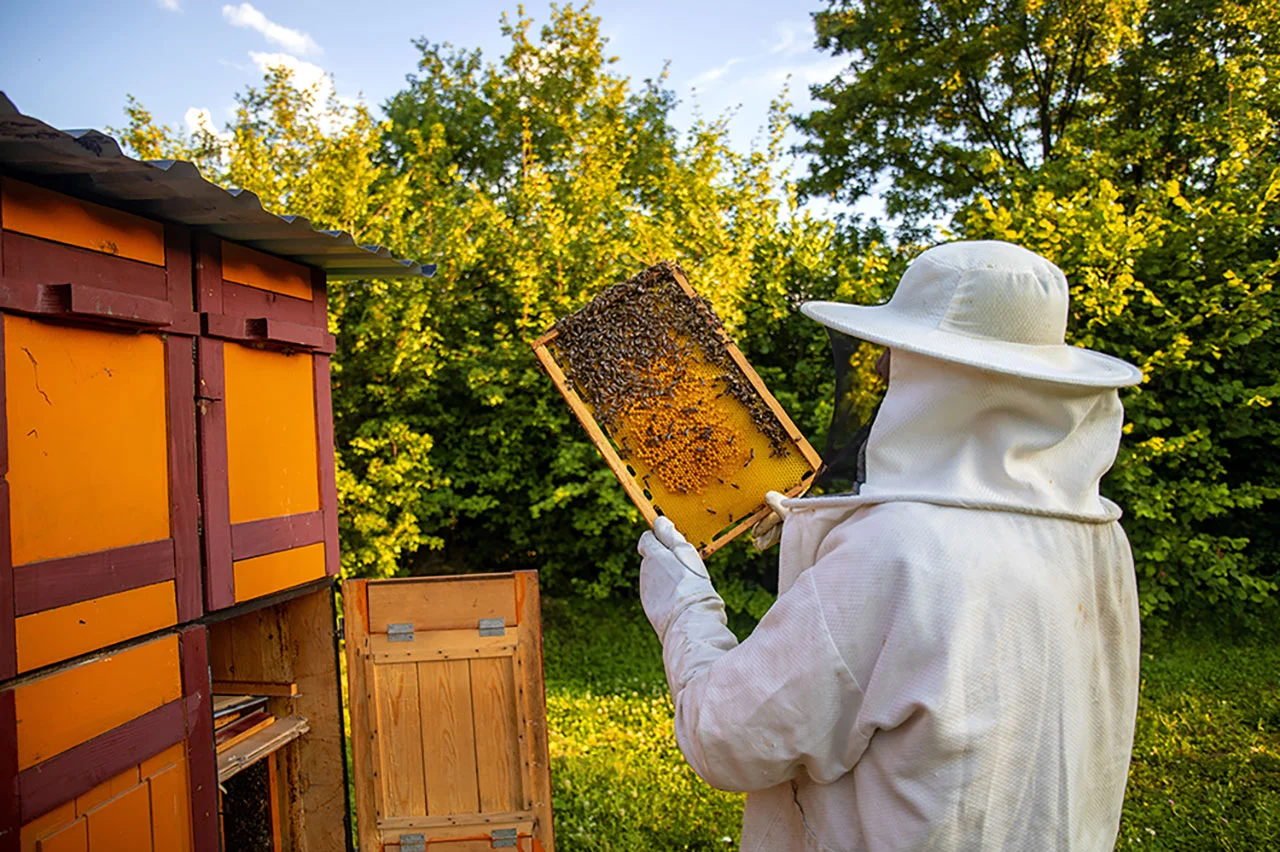 Nouira Apiculture